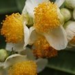 Camellia sinensis